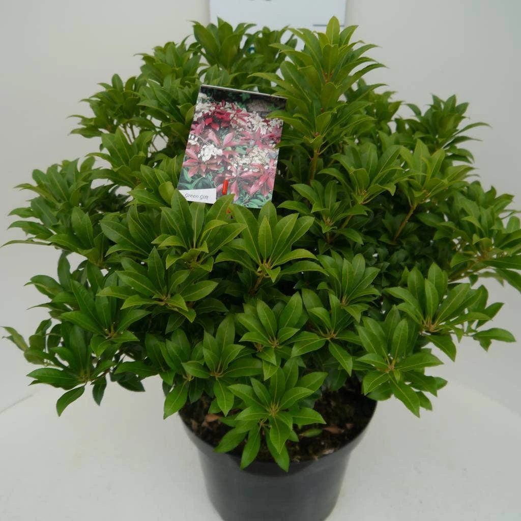 Rotsheide (Pieris Japonica 'Mountain Fire') 18 Rotsheide (Pieris Japonica 'Mountain Fire') - Afbeelding 16