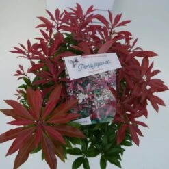 Rotsheide (Pieris Japonica 'Mountain Fire') 28 Rotsheide (Pieris Japonica 'Mountain Fire') -Tuinplanten Winkel mountain fire c3 boven