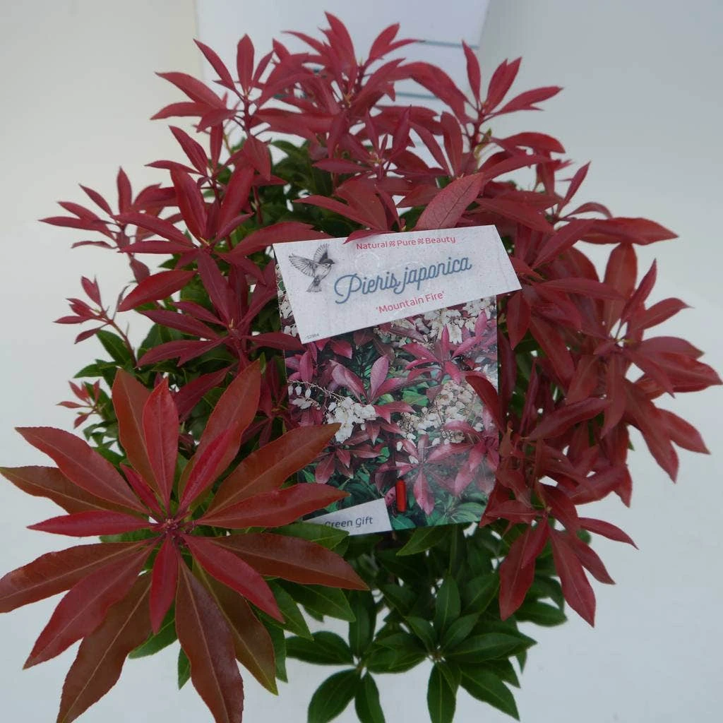 Rotsheide (Pieris Japonica 'Mountain Fire') 11 Rotsheide (Pieris Japonica 'Mountain Fire') - Afbeelding 9