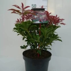 Rotsheide (Pieris Japonica 'Mountain Fire') 27 Rotsheide (Pieris Japonica 'Mountain Fire') -Tuinplanten Winkel mountain fire c3 voor