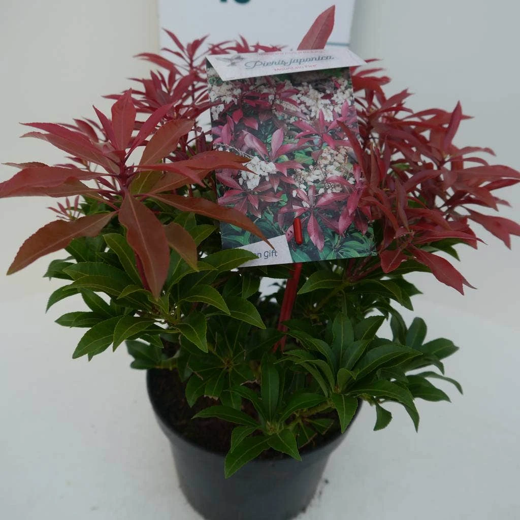 Rotsheide (Pieris Japonica 'Mountain Fire') 12 Rotsheide (Pieris Japonica 'Mountain Fire') - Afbeelding 10