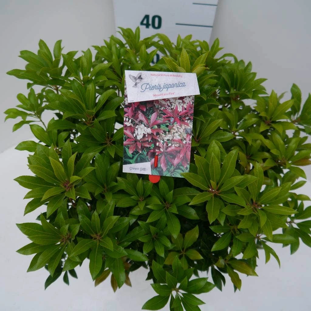 Rotsheide (Pieris Japonica 'Mountain Fire') 13 Rotsheide (Pieris Japonica 'Mountain Fire') - Afbeelding 11