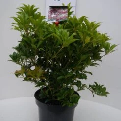 Rotsheide (Pieris Japonica 'Mountain Fire') 31 Rotsheide (Pieris Japonica 'Mountain Fire') -Tuinplanten Winkel mountain fire c5 voor