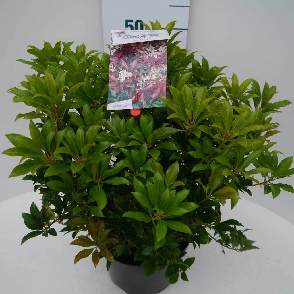 Rotsheide (Pieris Japonica 'Mountain Fire') 15 Rotsheide (Pieris Japonica 'Mountain Fire') - Afbeelding 13