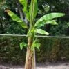 Bananenboom (Musa Basjoo) -Tuinplanten Winkel musabasjoo01
