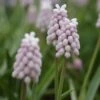 Roze Druifje (Muscari 'Pink Sunrise') -Tuinplanten Winkel muscari pink sunrise