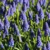 Blauwe Druifjes (Muscari Armeniacum)