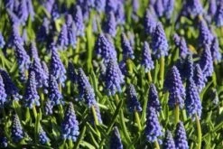 Blauwe Druifjes (Muscari Armeniacum)
