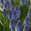 Blauwe Druifjes (Muscari 'Bling Bling') -Tuinplanten Winkel muscari blingbling 2