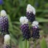 Blauwe Druifjes (Muscari Latifolium 'Grape Ice') -Tuinplanten Winkel muscari latifolium grapeice 3