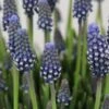 Blauwe Druifjes (Muscari 'Night Eyes') 1 Blauwe Druifjes (Muscari 'Night Eyes') -Tuinplanten Winkel muscari nighteyes 3