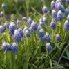 Blauwe Druifjes (Muscari Aucheri 'Ocean Magic') -Tuinplanten Winkel muscari oceanmagic