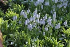Blauwe Druifjes (Muscari 'Peppermint')