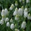 Blauwe Druifjes (Muscari Aucheri 'White Magic') -Tuinplanten Winkel muscari whitemagic 2