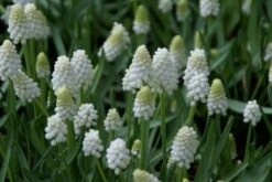 Blauwe Druifjes (Muscari Aucheri 'White Magic')