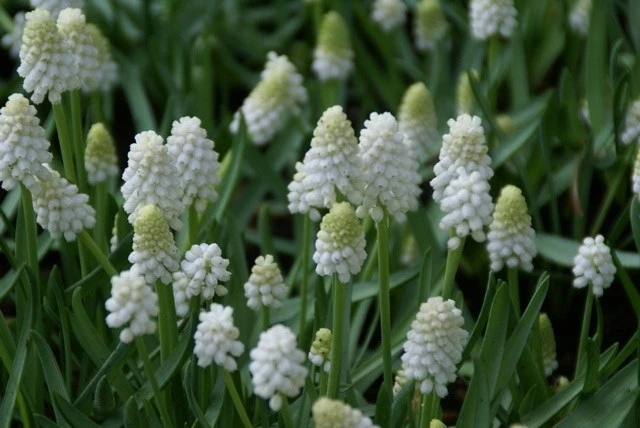 Blauwe Druifjes (Muscari Aucheri 'White Magic') 3 Blauwe Druifjes (Muscari Aucheri 'White Magic')