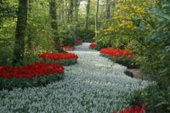 Blauwe Druifjes (Muscari Aucheri 'White Magic') 7 Blauwe Druifjes (Muscari Aucheri 'White Magic') -Tuinplanten Winkel muscari whitemagic 4