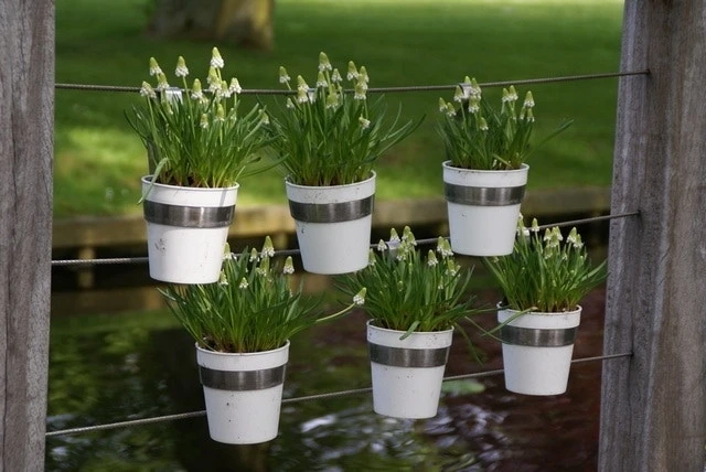 Blauwe Druifjes (Muscari Aucheri 'White Magic') 4 Blauwe Druifjes (Muscari Aucheri 'White Magic') - Afbeelding 2