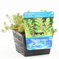 Diamantkruid (Myriophyllum 'Red Stem') -Tuinplanten Winkel myriophyllum brasil. s 1