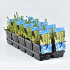 Vederkruid (Myriophyllum Crispata)