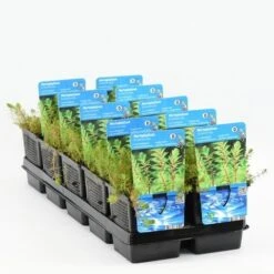 Diamantkruid (Myriophyllum 'Red Stem') -Tuinplanten Winkel myriophyllum red stem 20180425103814 2