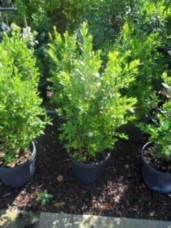 Dwergmirte (Myrtus Communis 'Tarentina') -Tuinplanten Winkel myrtus communis c10