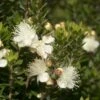 Dwergmirte (Myrtus Communis 'Tarentina') -Tuinplanten Winkel myrtus communis tarentina