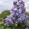 Sering (Syringa Vulgaris 'Nadezhda') -Tuinplanten Winkel nadezhda
