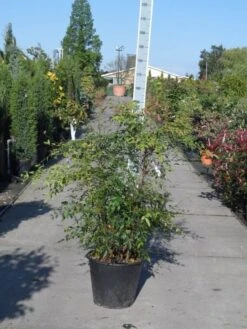 Hemelse Bamboe (Nandina Domestica) 17 Hemelse Bamboe (Nandina Domestica) -Tuinplanten Winkel nandina domestica 100 125 c35