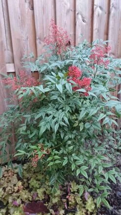 Hemelse Bamboe (Nandina Domestica) 20 Hemelse Bamboe (Nandina Domestica) -Tuinplanten Winkel nandina domestica 1