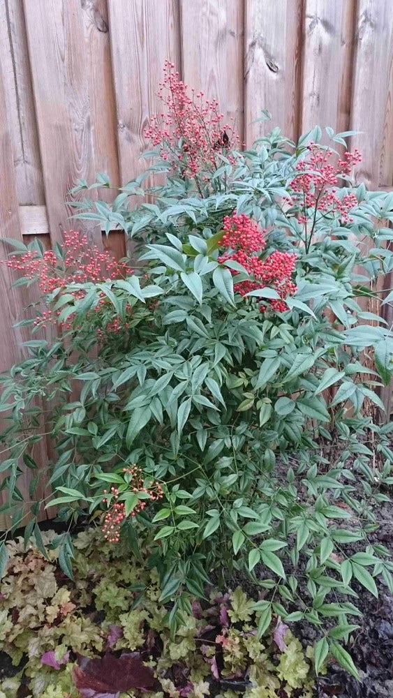 Hemelse Bamboe (Nandina Domestica) 11 Hemelse Bamboe (Nandina Domestica) - Afbeelding 9