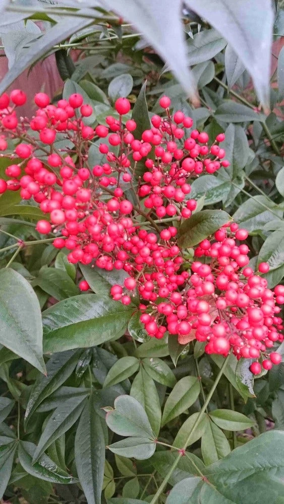 Hemelse Bamboe (Nandina Domestica) 10 Hemelse Bamboe (Nandina Domestica) - Afbeelding 8