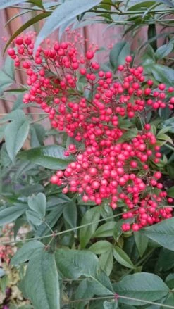 Hemelse Bamboe (Nandina Domestica) 21 Hemelse Bamboe (Nandina Domestica) -Tuinplanten Winkel nandina domestica 3