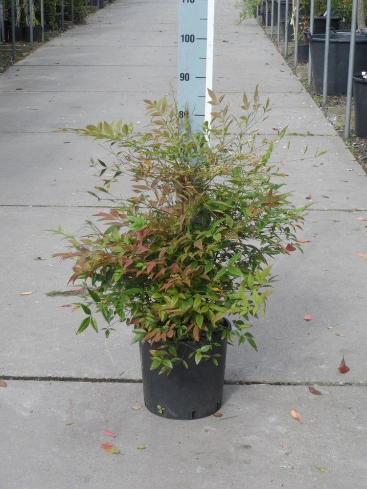 Hemelse Bamboe (Nandina Domestica) 5 Hemelse Bamboe (Nandina Domestica) - Afbeelding 3