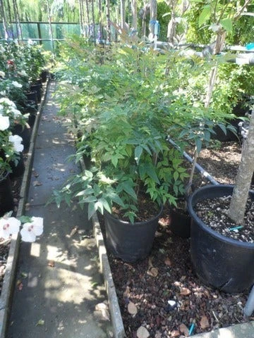 Hemelse Bamboe (Nandina Domestica) 6 Hemelse Bamboe (Nandina Domestica) - Afbeelding 4