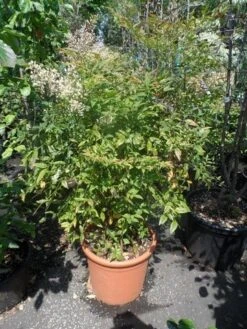 Hemelse Bamboe (Nandina Domestica) 16 Hemelse Bamboe (Nandina Domestica) -Tuinplanten Winkel nandina domestica 80 100 c25