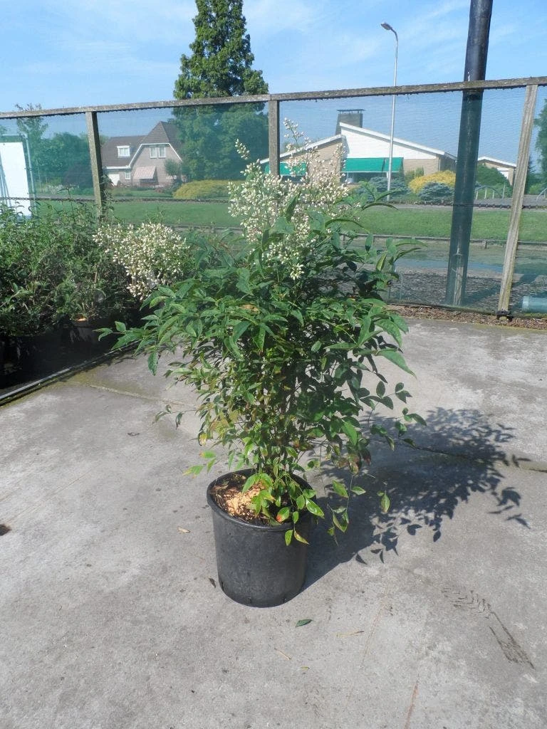 Hemelse Bamboe (Nandina Domestica) 4 Hemelse Bamboe (Nandina Domestica) - Afbeelding 2