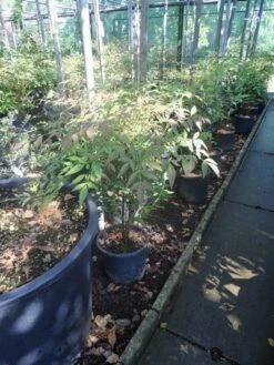 Hemelse Bamboe (Nandina Domestica) 18 Hemelse Bamboe (Nandina Domestica) -Tuinplanten Winkel nandina domestica c5