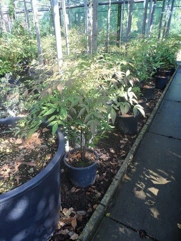 Hemelse Bamboe (Nandina Domestica) 9 Hemelse Bamboe (Nandina Domestica) - Afbeelding 7