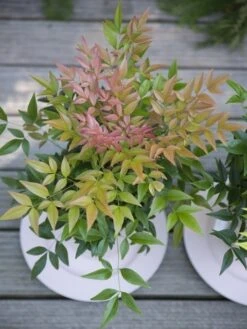 Hemelse Bamboe (Nandina Domestica ''Obsessed') -Tuinplanten Winkel nandina magical sunrise 3