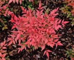 Hemelse Bamboe (Nandina Domestica ''Obsessed') -Tuinplanten Winkel nandina obsessed 04