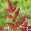 Hemelse Bamboe (Nandina Domestica ''Obsessed') -Tuinplanten Winkel nandina obsessed 2