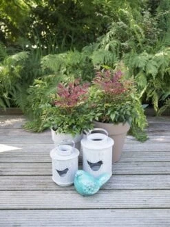 Hemelse Bamboe (Nandina Domestica ''Obsessed') -Tuinplanten Winkel nandina obsessed 3