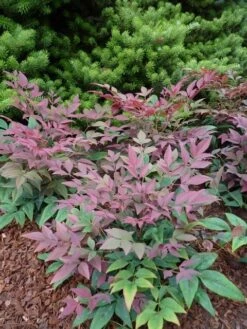 Hemelse Bamboe (Nandina Domestica ''Obsessed') -Tuinplanten Winkel nandina obsessed 4