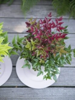 Hemelse Bamboe (Nandina Domestica ''Obsessed') -Tuinplanten Winkel nandina obsessed 5