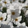 Narcis (Narcissus 'Actaea') 1 Narcis (Narcissus 'Actaea') -Tuinplanten Winkel narcissus actaea 1