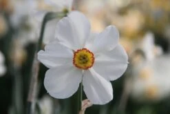 Narcis (Narcissus 'Actaea') 5 Narcis (Narcissus 'Actaea') -Tuinplanten Winkel narcissus actaea 3