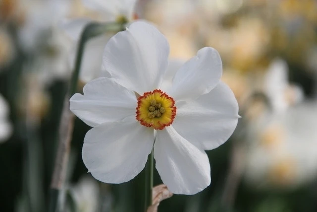 Narcis (Narcissus 'Actaea') 4 Narcis (Narcissus 'Actaea') - Afbeelding 2
