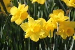 Narcis (Narcissus 'Arkle')