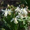 Narcis (Narcissus 'Elka') -Tuinplanten Winkel narcissus elka 9